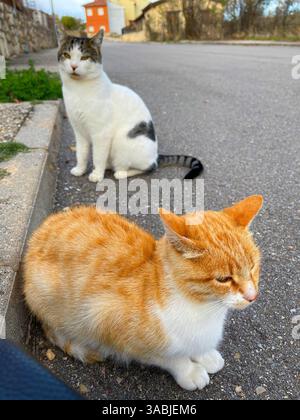 Deux chats isolés. Banque D'Images