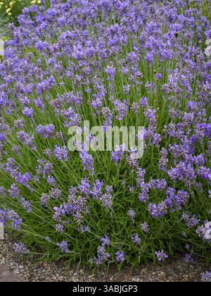 Lavande anglaise sur la frontière herbacée (arbuste à fleurs pour attirer les abeilles au pollen) - parterre de jardin de campagne écologique, West Yorkshire, Angleterre Royaume-Uni. Banque D'Images