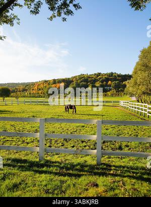 Campagne paysage d'automne avec un cheval. Cheval brun paissant dans un enclos de paddock entouré d'une clôture blanche, arbres à flanc de colline en arrière-plan Banque D'Images