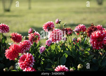 Dahlia fleurit dans un jardin. Deux papillons assis sur le buisson avec des fleurs de dahlia rouges et roses dans les rayons du soleil de l'après-midi. Banque D'Images