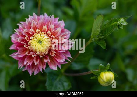 Un dahlia rose et jaune vibrant en pleine floraison entouré d'un vert luxuriant laisse Un petit bourgeon à proximité évoquer une nouvelle vie les pétales complexes et le colo riche Banque D'Images