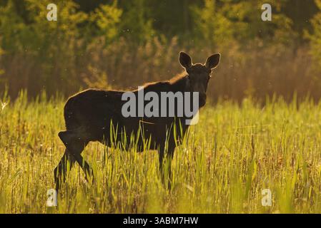 Jeune élan ou élan (Alces alces) taureau debout dans les roseaux au lever du soleil en été. Banque D'Images