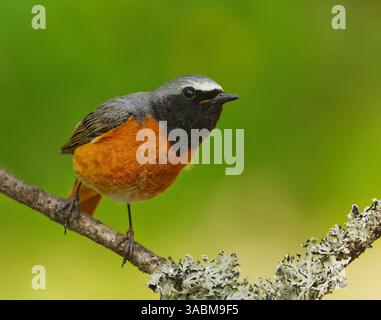Gros plan mâle commun (Phoenicurus phoenicurus) assis sur une branche au printemps. Banque D'Images