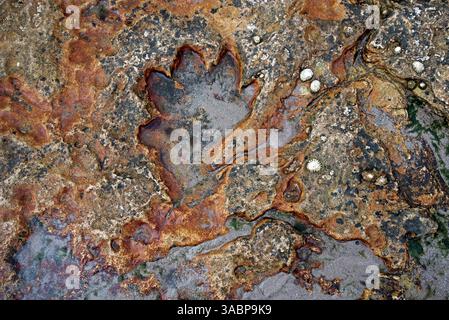 Empreinte de dinosaure visible à marée basse sur le rivage de Kildonan sur l'île d'Arran, Écosse, Royaume-Uni. Banque D'Images