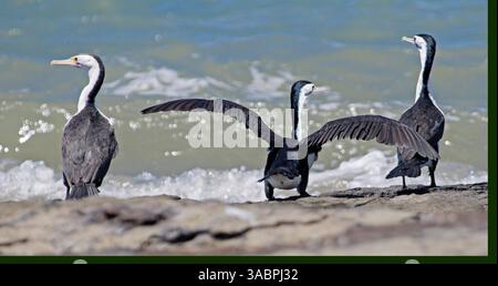 Vue panoramique de trois cormorans pieds, dont un avec des ailes déployées, sur des rochers à côté des vagues et de l'eau bleue de l'océan en Australie Banque D'Images