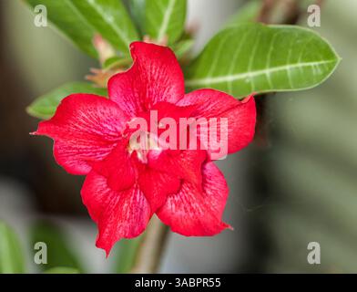 Superbe fleur rouge double, mouchetée de blanc, d'Adenium obesum- Desert Rose, sur fond de feuillage vert, espèces tolérantes à la sécheresse Banque D'Images