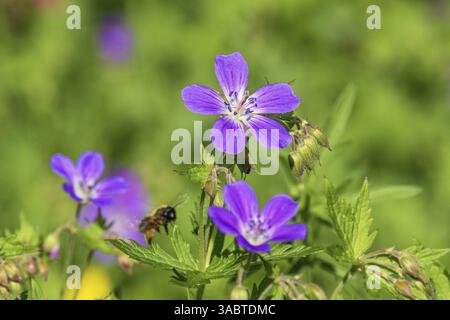 Bec de crane de bois (Geranium sylvaticum) en fleur avec une abeille volante sur la prairie une journée d'été ensoleillée Banque D'Images