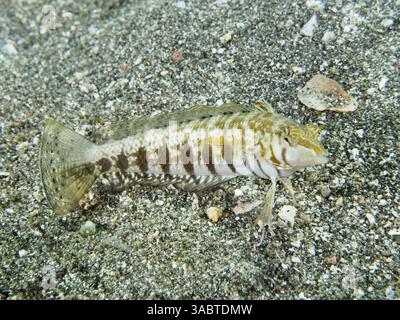 Une perche de sable à taches noires à motifs (Parapercis millepunctata), perche de sable, sur fond sablonneux, site de plongée secret Bay, Gilimanuk, Bali, Indonésie, Asie Banque D'Images