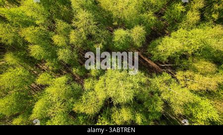 Vue aérienne de haut en bas d'une forêt verte luxuriante avec canopée ensoleillée Banque D'Images