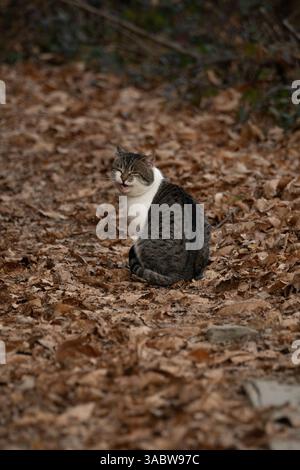 Chat blanc errant assis parmi les feuilles d'automne sèches dans une forêt. Ambiance calme et solitaire dans un cadre boisé. Banque D'Images
