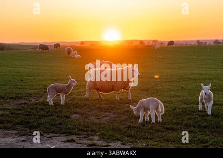 Un troupeau de moutons paissent dans un champ alors que le soleil se couche. Le soleil est bas dans le ciel, projetant une lueur chaude sur la scène. Les moutons sont dispersés à travers Banque D'Images