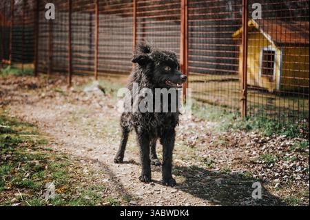 Un berger Puline noir sauvé se promène librement dans un abri pour chiens sous le soleil d'hiver Banque D'Images