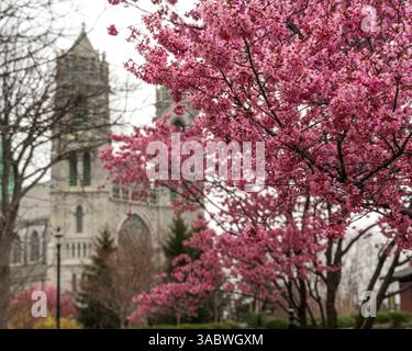 Newark, NJ - US - 30 mars 2025 Cherry Blossoms in full Bloom Frame Cathedral Basilica of the Sacred Heart, mêlant des teintes roses vives avec le grand G. Banque D'Images