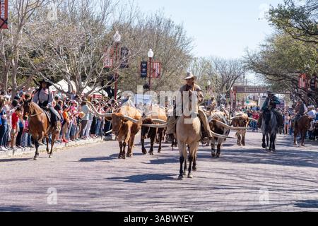 Fort Worth, Texas, États-Unis - 19 mars 2022 : collecte de bétail longhorn à Fort Worth Stockyards à Fort Worth, Texas, États-Unis. Banque D'Images