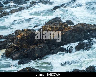 Surf dangereux, vagues sauvages et marées hautes qui s'écrasent sur les rochers laissant des algues sur le dessus, Nouvelle-Galles du Sud Australie Banque D'Images