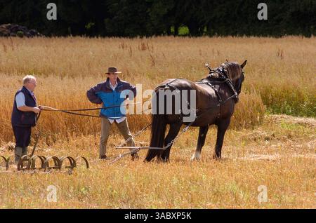 12 août 2007 - Moynalty, Kells, comté de Meath, Irlande - Ciaran Hanlon de Kells, comté de Meath, et son cheval 'Paddy' sont photographiés au Moynalty Steam Threshing Festival annuel. Présenté comme une célébration des jours passés, de la puissance du cheval et de la vapeur, voitures anciennes, tracteurs, machines tirées par des chevaux, moteurs à huile, stands de commerce, artisanat, foire funiculaire, sidehows, musique et danse. Country Living des années passées est présenté de manière unique et reconstitué dans une série de démonstrations et d'expositions. (Crédit image : © Barry Cronin/ZUMA Press) Banque D'Images