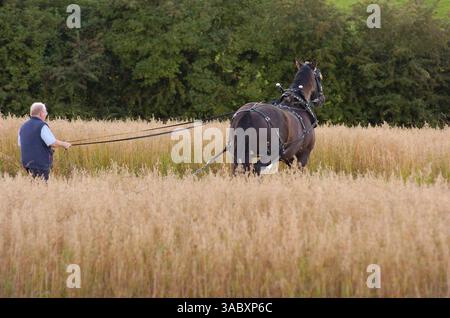 12 août 2007 - Moynalty, Kells, comté de Meath, Irlande - Ciaran Hanlon de Kells, comté de Meath, et son cheval 'Paddy' sont photographiés au Moynalty Steam Threshing Festival annuel. Présenté comme une célébration des jours passés, de la puissance du cheval et de la vapeur, voitures anciennes, tracteurs, machines tirées par des chevaux, moteurs à huile, stands de commerce, artisanat, foire funiculaire, sidehows, musique et danse. Country Living des années passées est présenté de manière unique et reconstitué dans une série de démonstrations et d'expositions. (Crédit image : © Barry Cronin/ZUMA Press) Banque D'Images