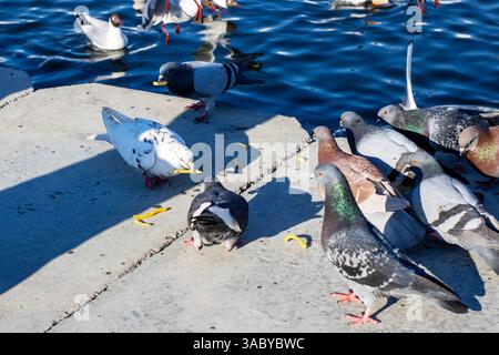 Un grand troupeau de pigeons est rassemblé sur un rebord en béton qui est situé près des eaux chatoyantes, profitant de la vue Banque D'Images