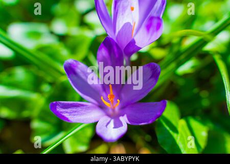 Vue rapprochée de dessus d'une paire de fleurs de crocus violettes éclatantes qui fleurissent au milieu d'un feuillage vert luxuriant, présentant de délicats pétales et des étamines orange vif. Banque D'Images