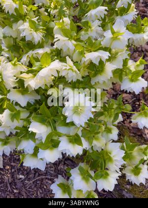 Helleborus x hybridus double Ellen White, communément appelé Carême Rose, poussant dans un jardin britannique un jour de printemps ensoleillé. Banque D'Images