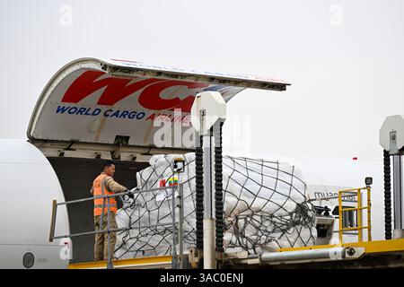 Kunming, China.2nd avril 2025. Des membres du personnel chargent du matériel de secours sur un vol à l'aéroport international de Kunming Changshui à Kunming, capitale de la province du Yunnan, dans le sud-ouest de la Chine, le 2 avril 2025. Le vol transportant environ 19 tonnes de biens de secours, y compris des médicaments, du matériel d'hygiène et de prévention des épidémies, des tentes, des couvertures et des vêtements, part de Kunming à 12h45 ce jour-là et devrait arriver à Nay Pyi Taw après deux heures. Il s’agissait du quatrième lot de fournitures de secours de la province du Yunnan au Myanmar après le tremblement de terre massif qui a frappé le pays d’Asie du Sud-est le 2 mars Banque D'Images