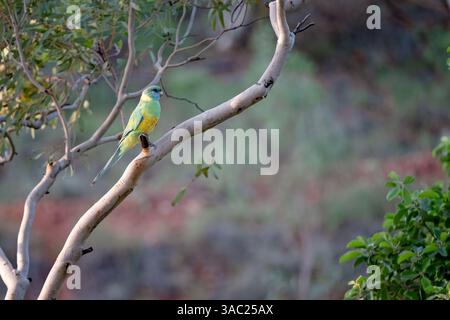 Perroquet australien à col de cygne, Barnardius zonarius, oiseau indigène près de Cloncurry, dans l'outback du Queensland Banque D'Images