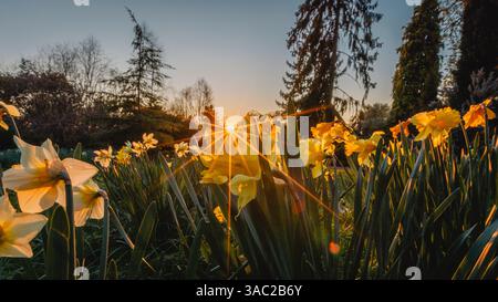 La lumière du soleil jette un regard à travers un lit de jonquilles. Banque D'Images