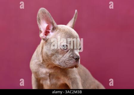 Portrait de chiot de chien bouledogue français Brindle lilas devant le fond du studio Banque D'Images