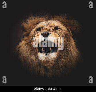 Portrait d'un Lion Banque D'Images