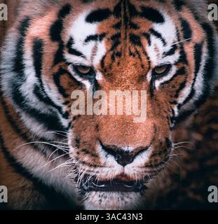 Tigre de l’amour Banque D'Images
