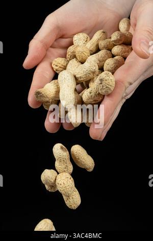 Mains versant des cacahuètes entières non pelées, fond noir Banque D'Images