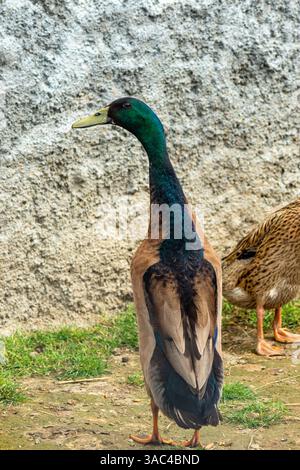 Grand canard domestique avec une tête verte irisée debout près d'un mur de béton texturé dans une enceinte confinée Banque D'Images
