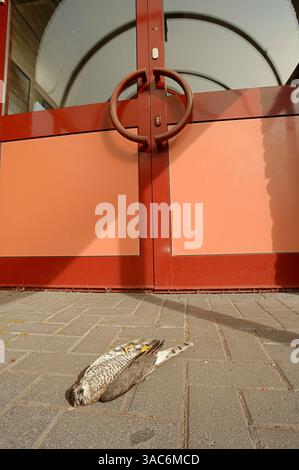 Eurasian Sparrowhawk (Accipiter nisus) homme mort se trouve devant une fenêtre, Allemagne | Sperber (Accipiter nisus), totes Männchen Banque D'Images