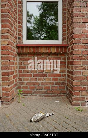 Eurasian Sparrowhawk (Accipiter nisus) homme mort se trouve devant une fenêtre, Allemagne | Sperber (Accipiter nisus), totes Männchen Banque D'Images