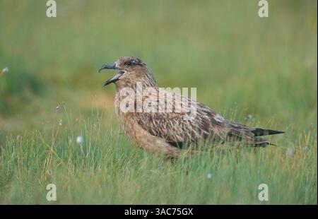 28 juin 2002 ; Runde, NORVÈGE ; le GRAND SKUA (Stercorarius skua) se reproduit près de la mer dans le nord de l'Écosse, en Islande, aux îles Féroé et dans les régions arctiques et subarctiques du nord de l'Europe. Ils se reproduisent sur des îles rocheuses et sur des landes côtières ouvertes où le nid n'est qu'une simple éraflure dans le sol. Se nourrissant principalement de poissons qui sont soit capturés à la surface, soit récupérés des bateaux de pêche, ils sont célèbres pour voler des poissons d'autres oiseaux de mer et semblent se concentrer sur le vol des félins. Banque D'Images