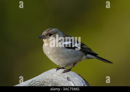 21 juin 2004 ; Parc national de Hamra, SUÈDE ; The CHAFFINCH, (Fringilla coelebs), est un petit oiseau passereau reconnaissable par de grandes barres blanches doubles, des bords blancs de queue et une croupe verdâtre. Le mâle reproducteur est indéniable, avec son dessous rougeâtre et un chapeau gris. La femelle est plus sèche et plus verte, mais toujours évidente. Cet oiseau est répandu et très familier dans toute l'Europe. C'est le finch le plus commun en Europe occidentale. Son aire de répartition s'étend en Asie occidentale, au nord-ouest de l'Afrique, aux îles Canaries et à Madère. Sur Tenerife et Gran Canaria, il coexiste avec ses espèces soeurs, le Blu endémique Banque D'Images