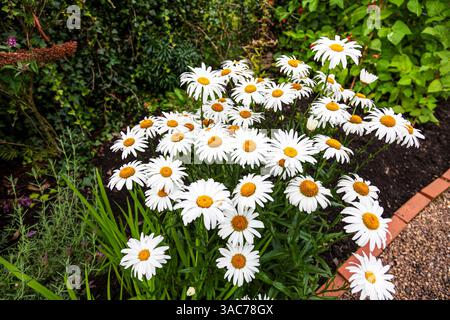 Close up of Ox grande marguerite (Leucanthemum vulgare) Marguerites capitule avec fond vert sombre, des marguerites, des marguerites sauvages, la lutte contre les mauvaises herbes, mauvaises herbes, Banque D'Images