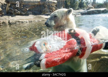 22 décembre 2007 - San Diego, Californie, États-Unis - L'ours polaire américain au zoo de San Diego joue avec un Père Noël en plastique. (Crédit image : © Earl S. Cryer/ZUMA Press) Banque D'Images