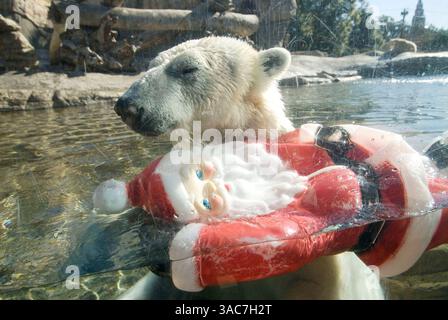22 décembre 2007 - San Diego, Californie, États-Unis - L'ours polaire américain au zoo de San Diego joue avec un Père Noël en plastique. (Crédit image : © Earl S. Cryer/ZUMA Press) Banque D'Images