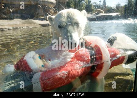 22 décembre 2007 - San Diego, Californie, États-Unis - L'ours polaire américain au zoo de San Diego joue avec un Père Noël en plastique. (Crédit image : © Earl S. Cryer/ZUMA Press) Banque D'Images