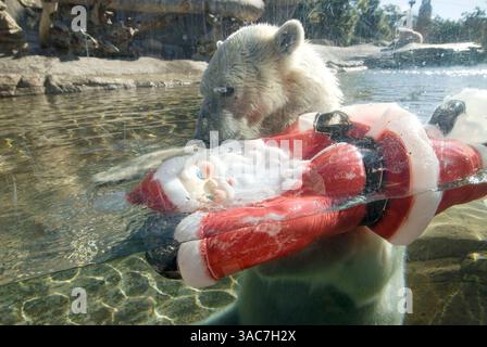 22 décembre 2007 - San Diego, Californie, États-Unis - L'ours polaire américain au zoo de San Diego joue avec un Père Noël en plastique. (Crédit image : © Earl S. Cryer/ZUMA Press) Banque D'Images