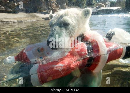 22 décembre 2007 - San Diego, Californie, États-Unis - L'ours polaire américain au zoo de San Diego joue avec un Père Noël en plastique. (Crédit image : © Earl S. Cryer/ZUMA Press) Banque D'Images