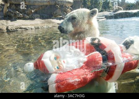22 décembre 2007 - San Diego, Californie, États-Unis - L'ours polaire américain au zoo de San Diego joue avec un Père Noël en plastique. (Crédit image : © Earl S. Cryer/ZUMA Press) Banque D'Images