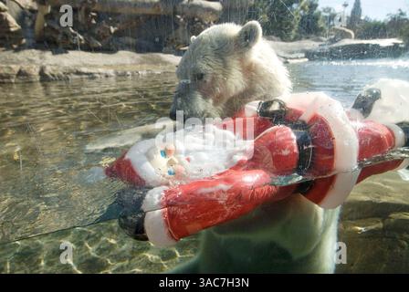 22 décembre 2007 - San Diego, Californie, États-Unis - L'ours polaire américain au zoo de San Diego joue avec un Père Noël en plastique. (Crédit image : © Earl S. Cryer/ZUMA Press) Banque D'Images