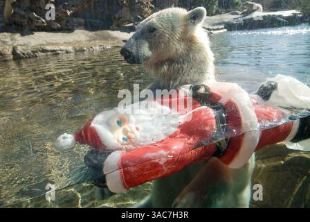 22 décembre 2007 - San Diego, Californie, États-Unis - L'ours polaire américain au zoo de San Diego joue avec un Père Noël en plastique. (Crédit image : © Earl S. Cryer/ZUMA Press) Banque D'Images