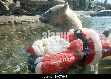 22 décembre 2007 - San Diego, Californie, États-Unis - L'ours polaire américain au zoo de San Diego joue avec un Père Noël en plastique. (Crédit image : © Earl S. Cryer/ZUMA Press) Banque D'Images