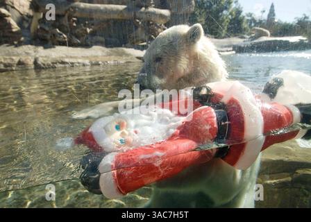 22 décembre 2007 - San Diego, Californie, États-Unis - L'ours polaire américain au zoo de San Diego joue avec un Père Noël en plastique. (Crédit image : © Earl S. Cryer/ZUMA Press) Banque D'Images