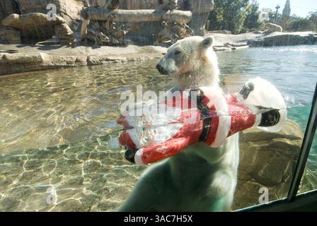22 décembre 2007 - San Diego, Californie, États-Unis - L'ours polaire américain au zoo de San Diego joue avec un Père Noël en plastique. (Crédit image : © Earl S. Cryer/ZUMA Press) Banque D'Images