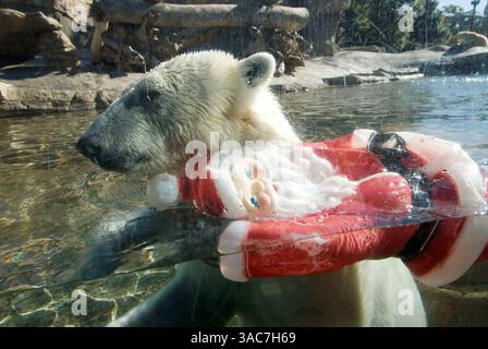 22 décembre 2007 - San Diego, Californie, États-Unis - L'ours polaire américain au zoo de San Diego joue avec un Père Noël en plastique. (Crédit image : © Earl S. Cryer/ZUMA Press) Banque D'Images