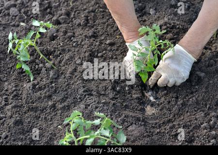 Les mains du jardinier plantant un semis de tomates dans le potager Banque D'Images